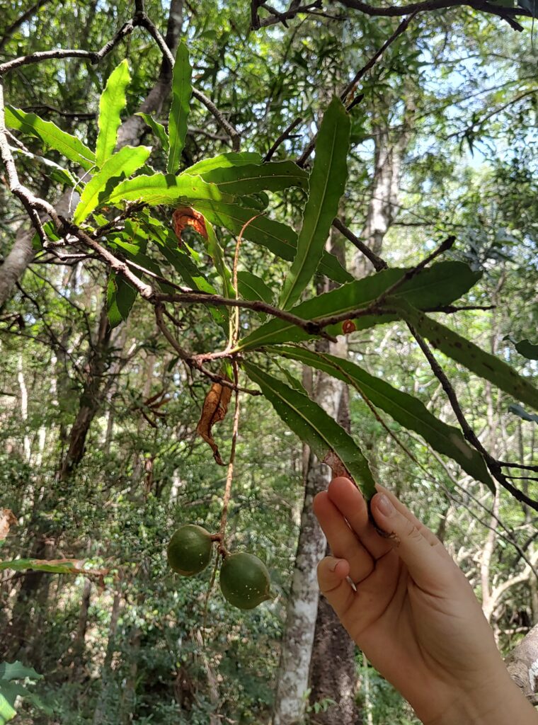 Two nuts on wild M. tetraphylla