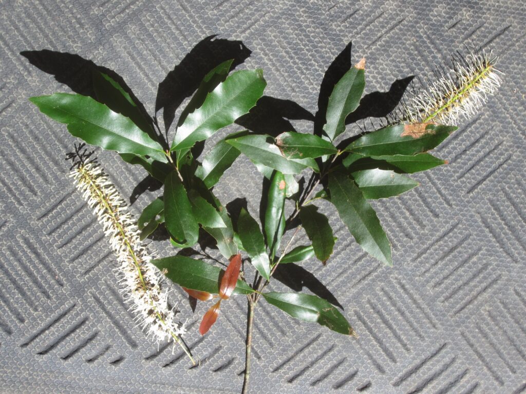 M. ternifolia with white flowers – Michael Powell