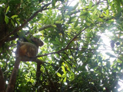 Koalas may not eat macadamia leaves, but they do like a snooze in the many-angled branches. Photo: Ian McConachie