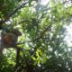 Koalas may not eat macadamia leaves, but they do like a snooze in the many-angled branches. Photo: Ian McConachie