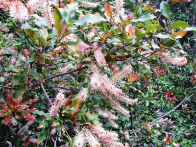 M. ternifolia with pinkish flowers. Credit Ian McConchie