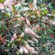 M. ternifolia with pinkish flowers. Credit Ian McConchie