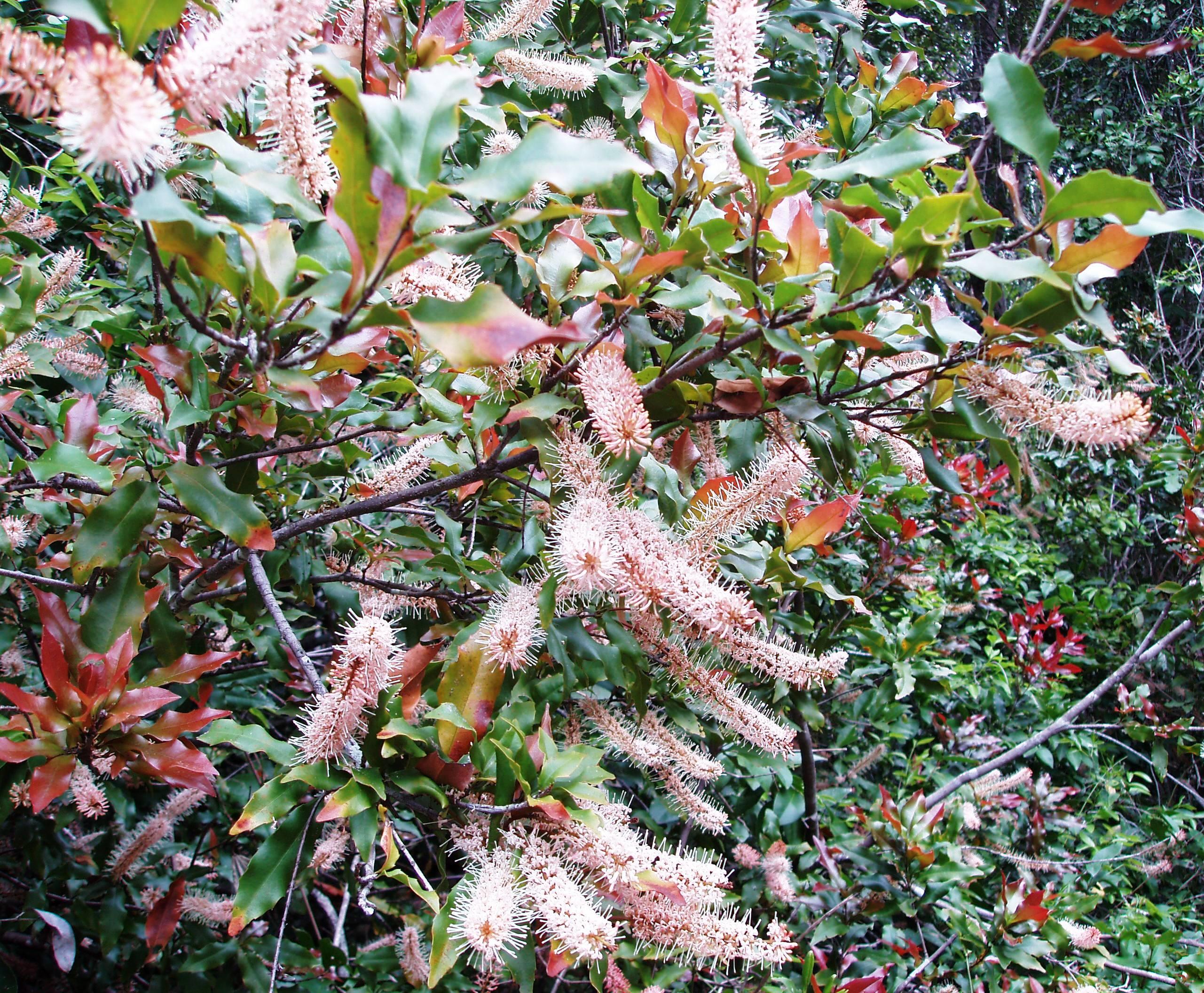 M. ternifolia with pinkish flowers. Credit Ian McConchie