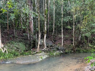 M. tetraphylla habitat along Couchy Creek
