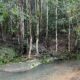M. tetraphylla habitat along Couchy Creek