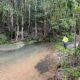 Macadamia tetraphylla habitat along Couchy Creek, Tweed Valley NSW– Credit Ken Dorey
