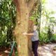 The oldest macadamia conservationist hugging the oldest macadamia tree
