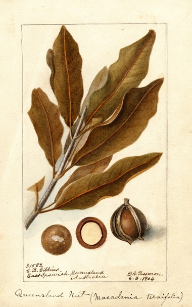1904 illustration of M.integrifolia by American botanist Deborah Griscom Passmore - labelled as M.ternifolia.